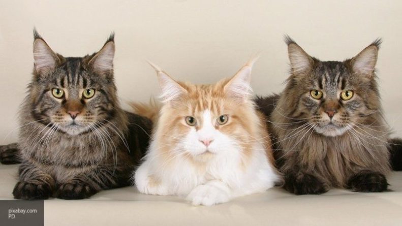 Общество: Россияне назвали любимые породы кошек в 2019 году