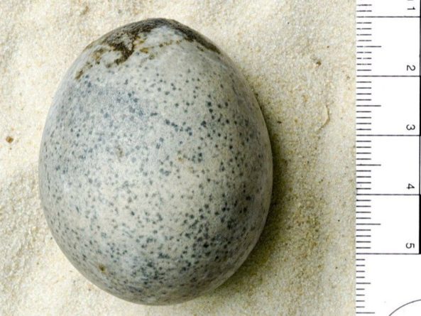 Общество: В Великобритании найдено куриное яйцо, уцелевшее со времен Римской империи