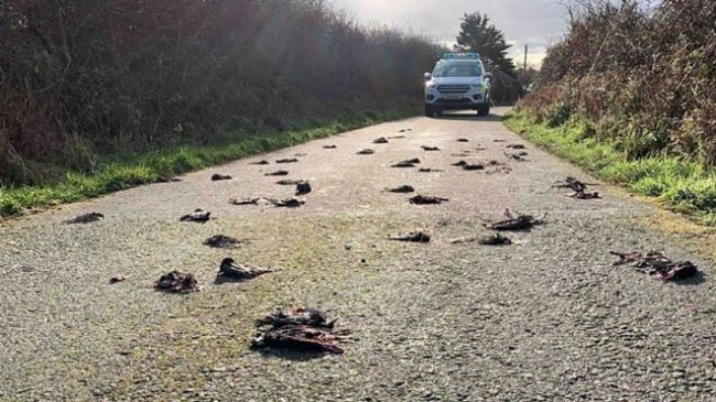 Общество: Сотни мертвых птиц найдены на дороге в Велибритании
