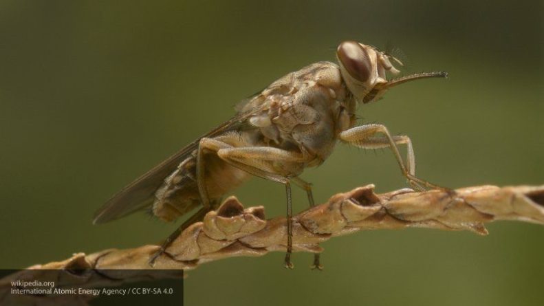 Общество: Ученые узнали любимый цвет мухи цеце