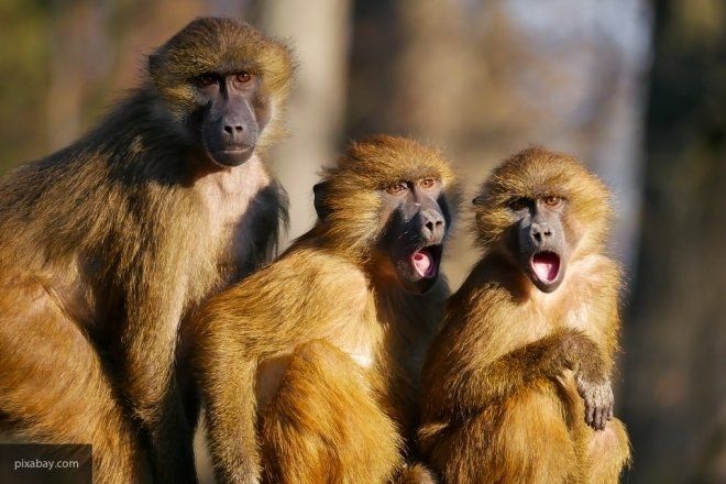 Общество: Тесная дружба помогает обезьянам жить дольше