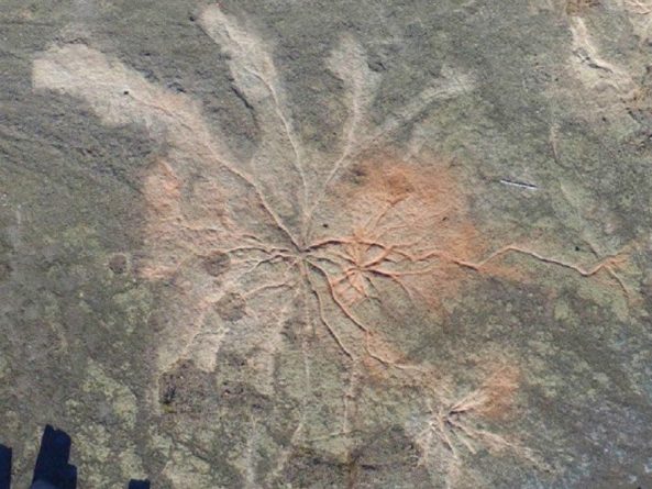Общество: Палеонтологи нашли корни самого древнего леса