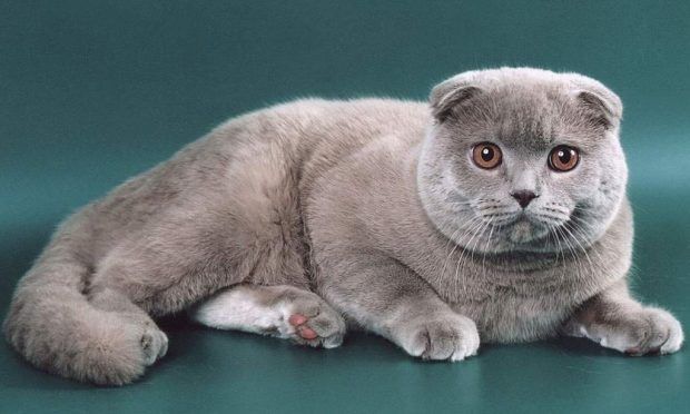 Общество: ТОП-5 наименее сообразительных пород кошек