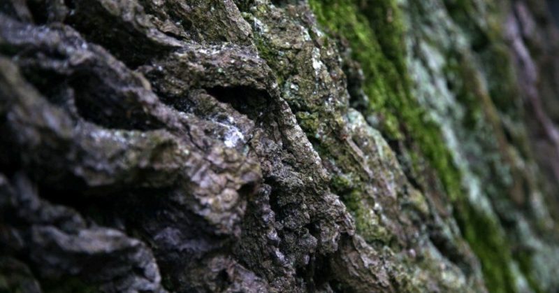 Общество: В США найдены следы древнейших деревьев. Им более 300 миллионов лет