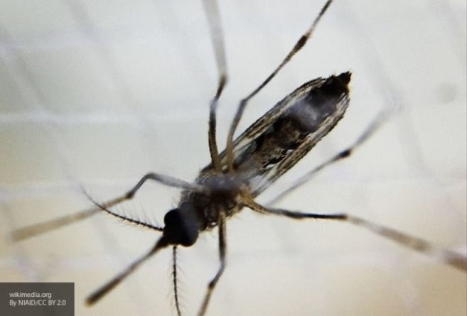 Общество: Эксперты раскрыли секрет неуязвимости малярийных комаров к инсектицидам