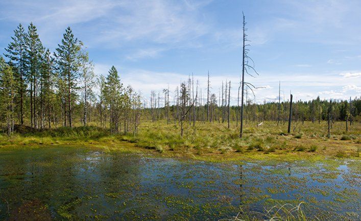 Общество: The Guardian (Великобритания): «мать-природа восстанавливается восхитительно быстро» - как возрождаются богатые ресурсами болотистые топи Украины