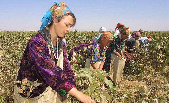 Общество: Eurasianet (США): учителя трудятся на хлопковых полях, чтобы Таджикистан мог исправить торговый дисбаланс