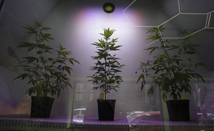 Общество: Helsingin Sanomat (Финляндия): жизнь марихуаны после «сухого закона»