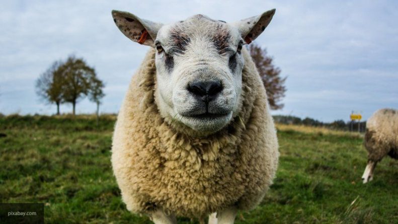 Общество: Британские воры похитили около 200 овец с помощью выдрессированных собак