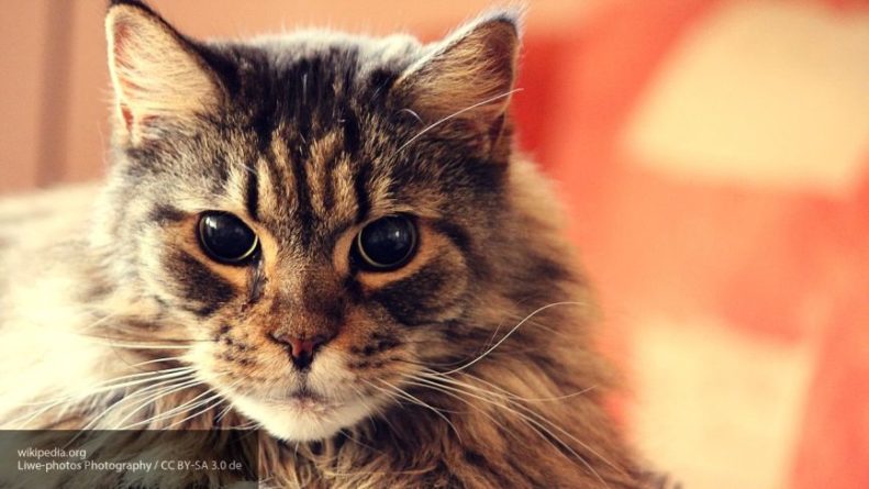 Общество: Эксперты определили две самые популярные породы кошек у жителей Москвы