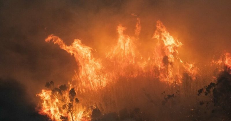 Общество: ФОТО, ВИДЕО: Более миллиарда животных погибло в катастрофических пожарах в Австралии