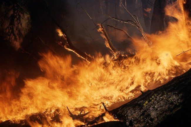 Общество: Эколог дал совет, как спасти Австралию от лесных пожаров