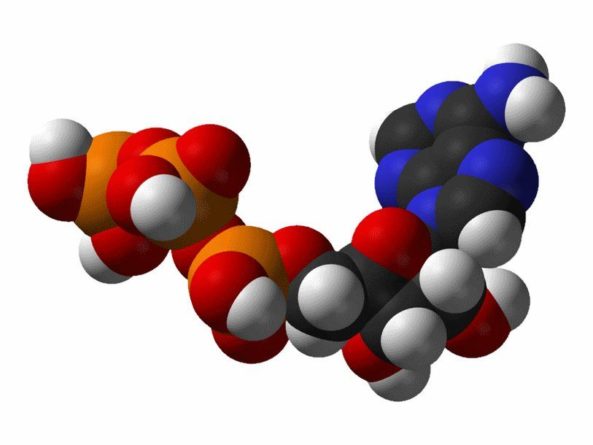 Общество: В молекулярной структуре АТФ-синтазы найдены не известные ранее элементы