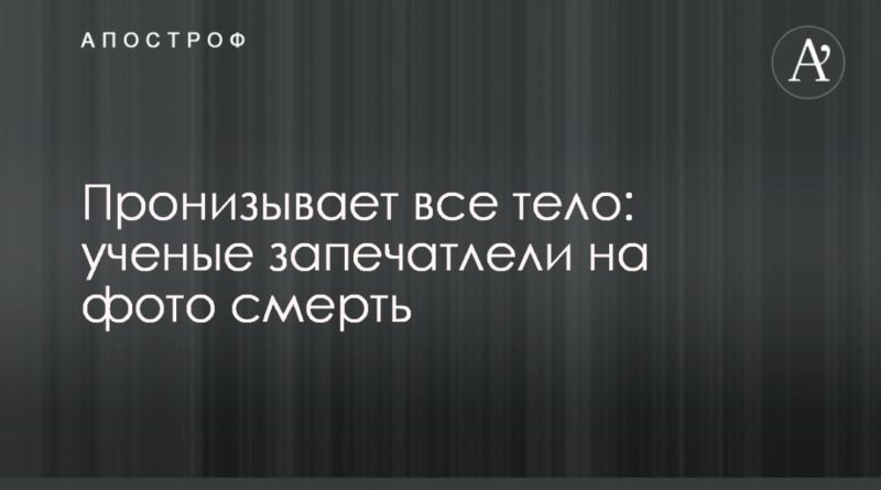 Общество: Пронизывает все тело: ученые запечатлели на фото смерть