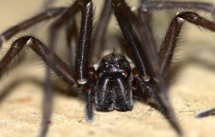 Общество: Сотни пауков выползли из связки бананов в доме британки