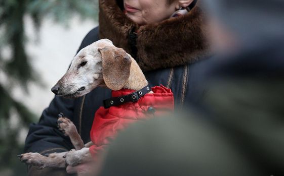 Общество: В Киеве зарегистрировали старейшую собаку Украины (фото)