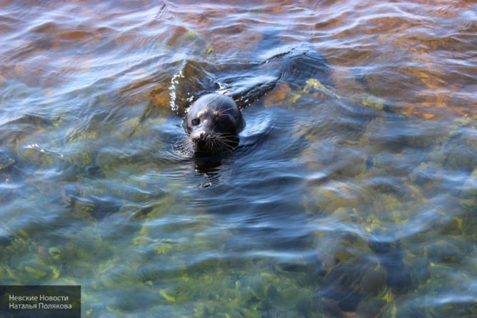 Общество: Длинномордые тюлени становятся жертвами каннибализма
