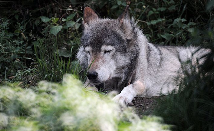 Общество: Clarín (Аргентина): удивительная история Ивана и его любимого волка