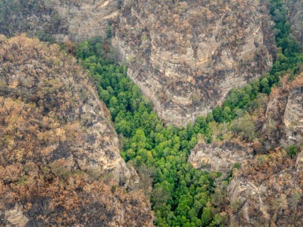 Общество: Австралийским пожарным удалось сохранить рощу уникальных деревьев
