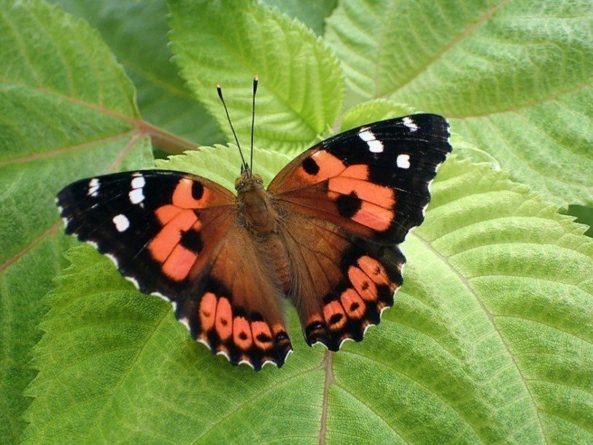 Общество: На Гавайях пытаются сохранить редкую бабочку