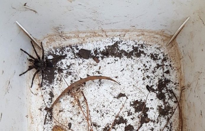 Общество: Ядовитые пауки активизировались в Австралии