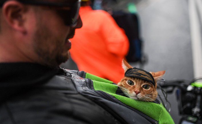 Общество: The Guardian (Великобритания): когти на изготовку! Кошки вызывают хаос и конфликты по всей Британии