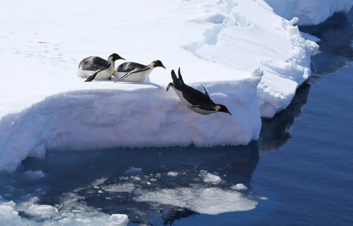 Общество: Экоактивист из Британии разъяснил причину таяния ледников в Антарктиде