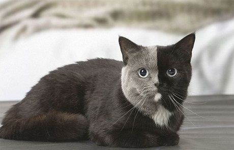 Общество: В Сети появились фото кошки с самым необычным окрасом на планете (ФОТО)