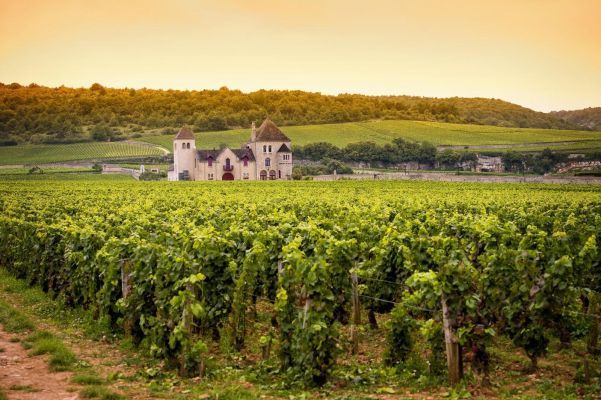 Общество: Бургундские вина могут исчезнуть из-за изменения климата