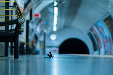 Общество: Фото дня: драка мышей на станции метро — победитель конкурса Лондонского музя естествознания
