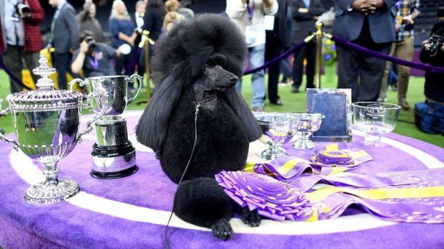 Общество: На старейшей в мире выставке собак победил черный пудель (ФОТО)