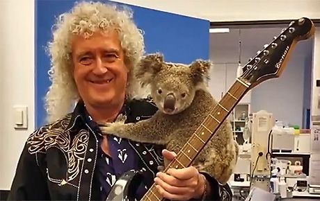 Общество: Фото дня: Гитарист легендарной группы Queen Брайан Мэй играет играет для спасённой во время пожаров коалы
