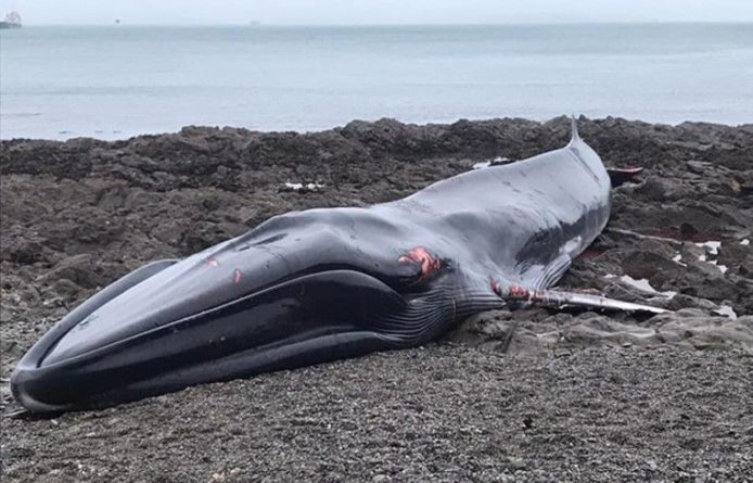 Общество: 18-метрового кита нашли на морском берегу в Великобритании