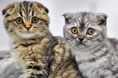 17 февраля — День кота в Европе: эксперты составили список самых красивых пород (ФОТО)