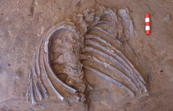 Общество: Находка в пещере Шанидар изменила мнение учёных о похоронах неандертальцев