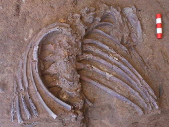 Общество: Новые находки из знаменитой пещеры Шанидар говорят в пользу существования погребальных ритуалов у неандертальцев