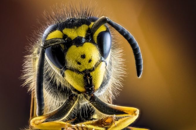 Общество: В Калифорнии 40 тысяч пчел-убийц вырвались из гостиницы и напали на прохожих. Из-за них пришлось перекрыть улицу