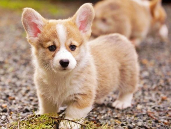 Общество: Названы самые дорогие породы собак в мире: "Озолотят и осчастливят"