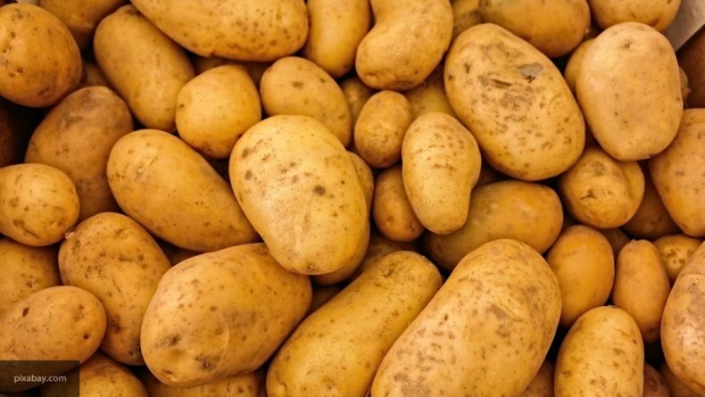 Общество: Ученые выяснили, что картофель имеет полезные свойства для здоровья
