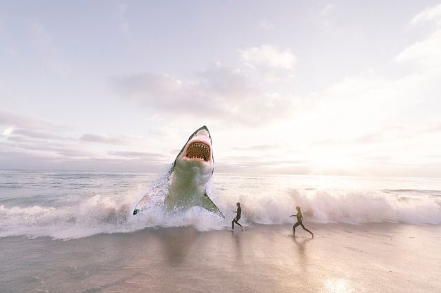 Общество: В Новой Зеландии 60-летний серфер отбился от акулы голыми руками - Cursorinfo: главные новости Израиля