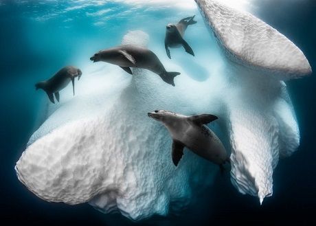 Общество: «Подводный фотограф года»: Лучшие фото подводного мира 2020