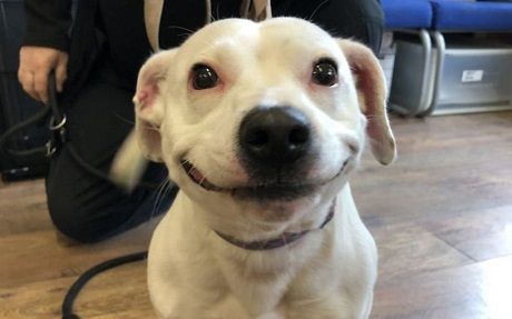 Общество: «Собака–улыбака»: потерявшийся щенок стал звездой Сети