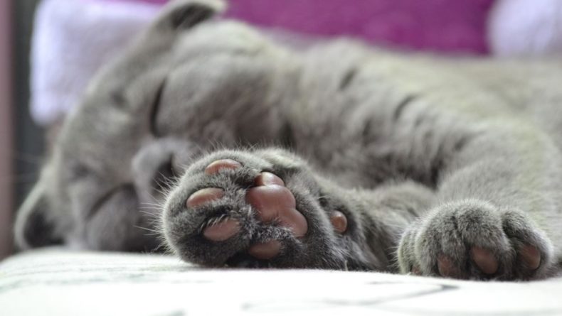 Общество: Спят днями напролет: ТОП-3 самые ленивые породы кошек
