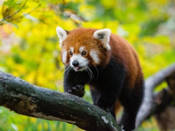 Общество: Анализ ДНК показал, что малую панду надо разделить на два разных вида