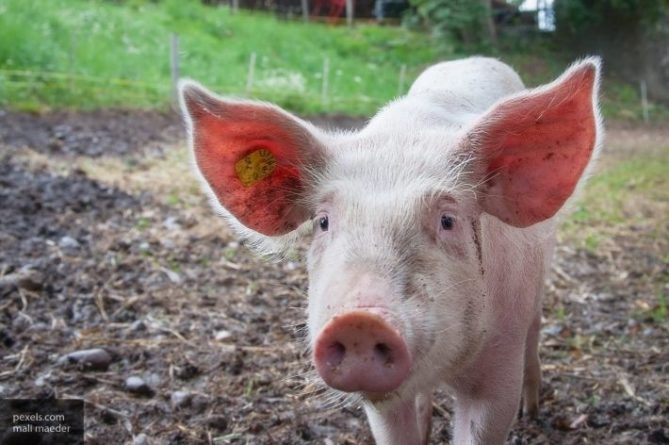 Общество: В Британии свинья испражнилась шагомером и устроила сильный пожар
