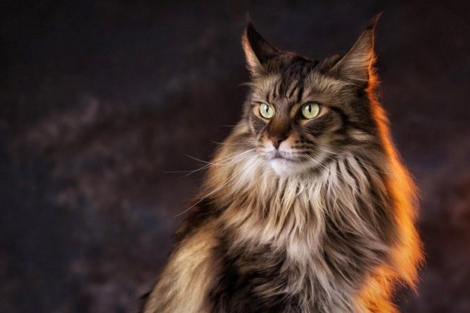 Общество: Недорогие красавицы: 5 необыкновенных пород кошек, которые нравятся всем