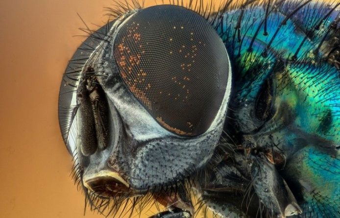 Общество: Генетики открыли связь между развитием мозга и поведением у плодовых мух