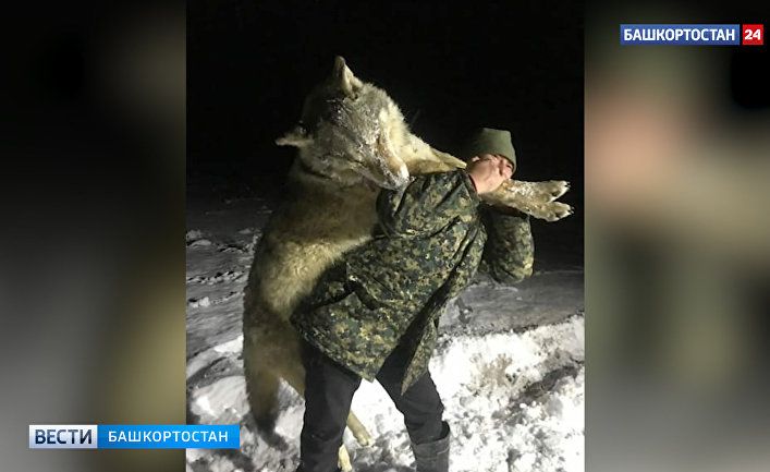 Общество: The Times (Великобритания): деревне на юге России застрелили гигантского волка