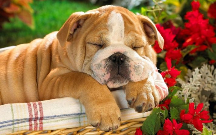 Общество: Лохматые лентяи: ТОП-3 породы собак, которые обожают целыми днями лежать на диване