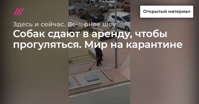 Собак сдают в аренду, чтобы прогуляться. Мир на карантине. 18032020 Общество: Собак сдают в аренду, чтобы прогуляться. Мир на карантине.